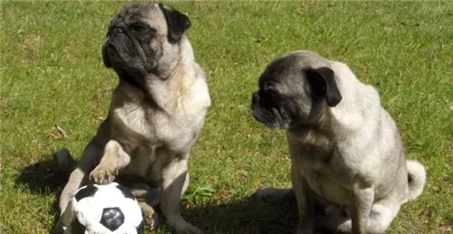寻血猎犬适合当宠物吗 可以作为宠物饲养 | 寻血猎犬