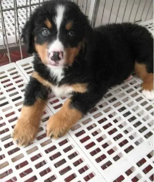 伯恩山犬|如何饲养妊娠期的伯恩山犬