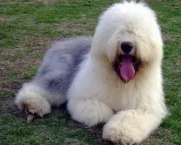 古代牧羊犬|古代牧羊犬洗澡小技巧