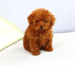 贵宾犬|平时生活中应如何预防贵宾狗狗患上犬瘟