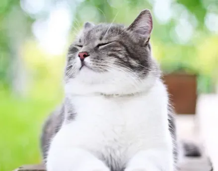 猫多大可以做绝育 建议在两个月龄时 | 绝育