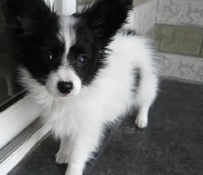 蝴蝶犬|生命之源 如何科学给蝴蝶犬喝水