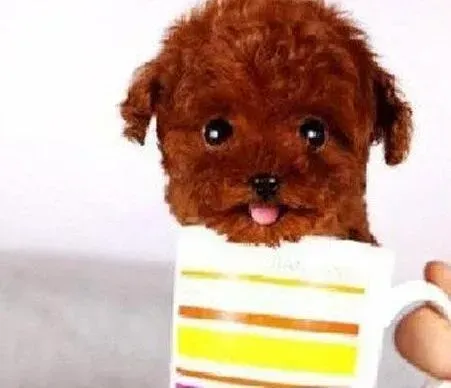 泰迪犬|泰迪犬发烧，不吃东西如何是好