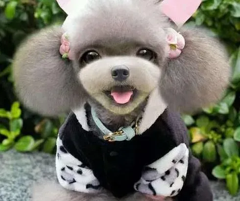 泰迪犬|泰迪犬注射疫苗的二联 四联 六联是怎么回事呢