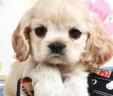 可卡犬|哪些食物是可卡犬健康的最大杀手