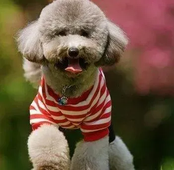 贵宾犬|贵宾犬最近没精神，拉稀呕吐是患上细小了吗