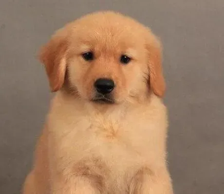 金毛|如何利用互动游戏增加金毛犬的自信心