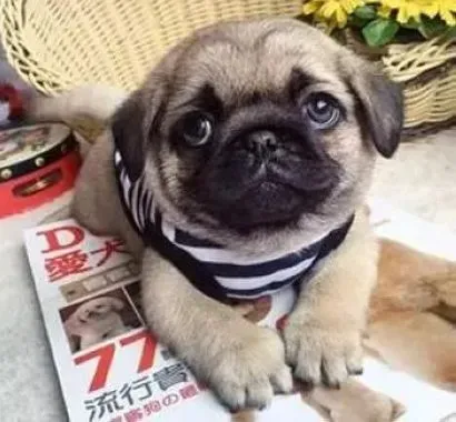 巴哥犬|饲养秘籍 如何照顾好小巴哥犬