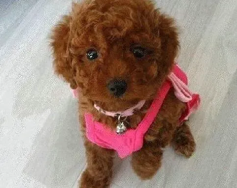 贵宾犬|贵宾犬胸口大块的掉毛是什么问题