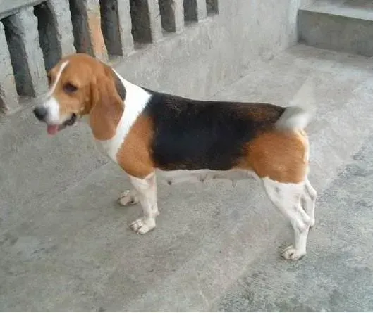 比格犬|多与外界接触会让比格犬更加健康