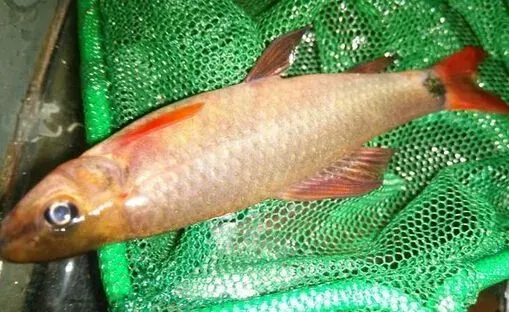 彩虹鲨好养吗 它的饲养难度并不是很大