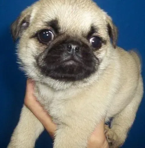 巴哥犬|怀孕期间的巴哥犬可以洗澡吗