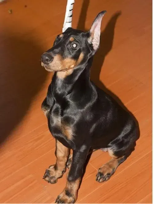 杜宾犬|天气炎热杜宾犬上火了怎么去火