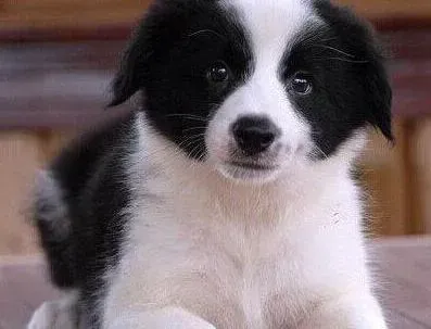 边境牧羊犬|我家边境牧羊犬总流鼻涕是感冒了吗