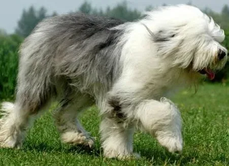 古代牧羊犬|古代牧羊犬护食怎么办