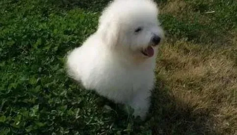 比熊犬|带比熊犬外出时要注意的文明和礼仪