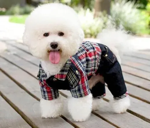 比熊犬|比熊犬晚上不睡觉怎么办，原因和解决方法