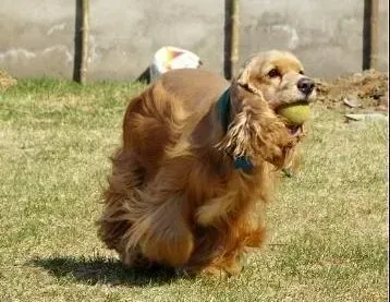 可卡犬|为什么可卡犬洗完澡身上还是有异味