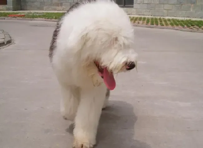 古代牧羊犬|如何对古代牧羊犬进行春季管理
