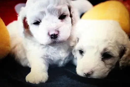 比熊犬|名犬训练法 参加比赛的比熊犬是怎样训练出来的