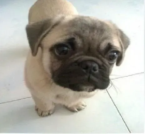 巴哥犬|巴哥犬狗瘟恢复期间应该补充哪些营养