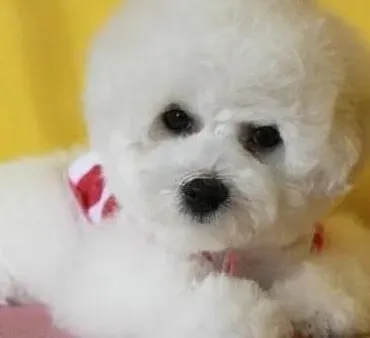 比熊犬|适当的运动量会让比熊犬更健康