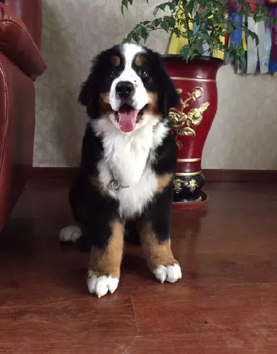 伯恩山犬|伯恩山犬呕吐多次不吃东西是怎么了