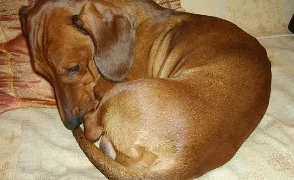 腊肠犬|饮食好习惯之治疗腊肠犬厌食有哪些方法
