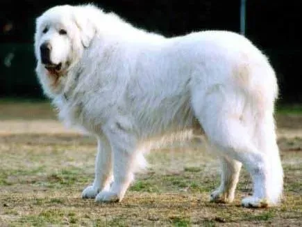 大白熊犬|如何解决大白熊犬在家搞破坏的行为