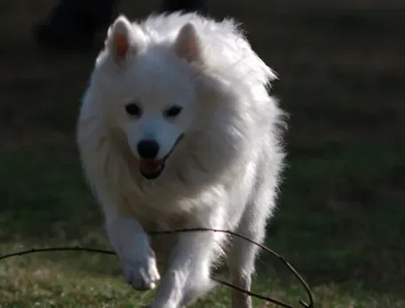 银狐犬饮食的注意点 食用的食物范围很广 | 银狐犬