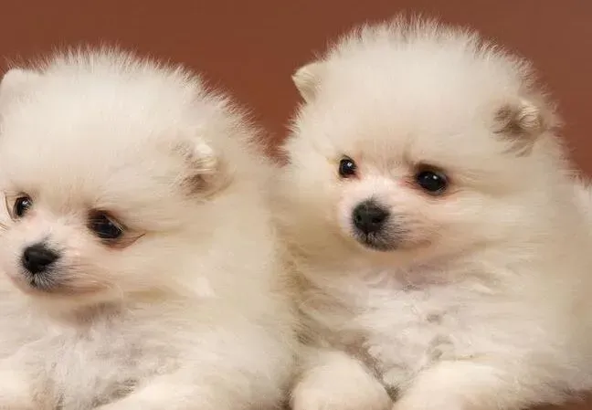 博美犬|喂养全书之照顾博美犬须从四个方面抓起
