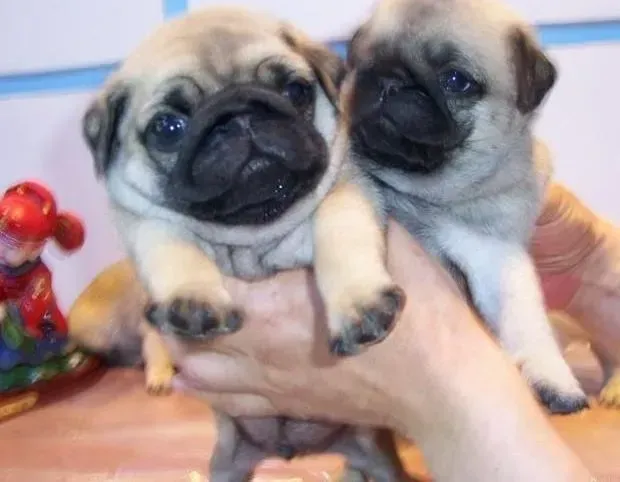 巴哥犬|喂养误区须知  哪些食物搭配不适合巴哥犬