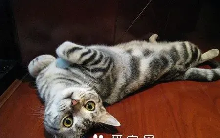 穿靴子的猫是什么猫 是一只可爱的虎斑猫 | 