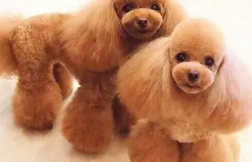 泰迪犬|泰迪犬挑食怎么办