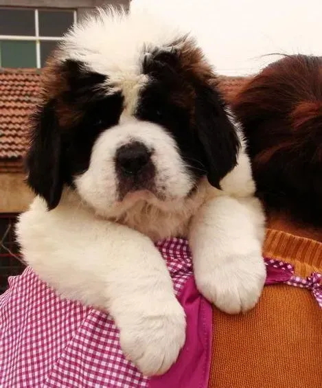 圣伯纳犬|圣伯纳犬什么都吃就是不吃狗粮怎么办