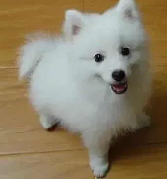银狐犬|喂养银狐犬有哪些需要注意的难题