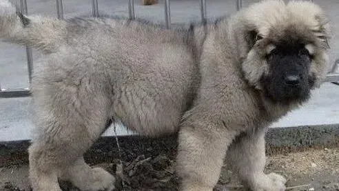 高加索犬|如何护理清洁好高加索犬幼犬的身体卫生