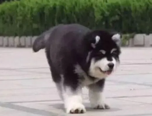 阿拉斯加犬|怎样让阿拉斯加雪橇犬学会乖乖坐下
