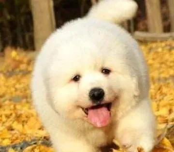 大白熊犬|大白熊发烧、吐血疑似狗细小病毒危害 谨慎防治疾病