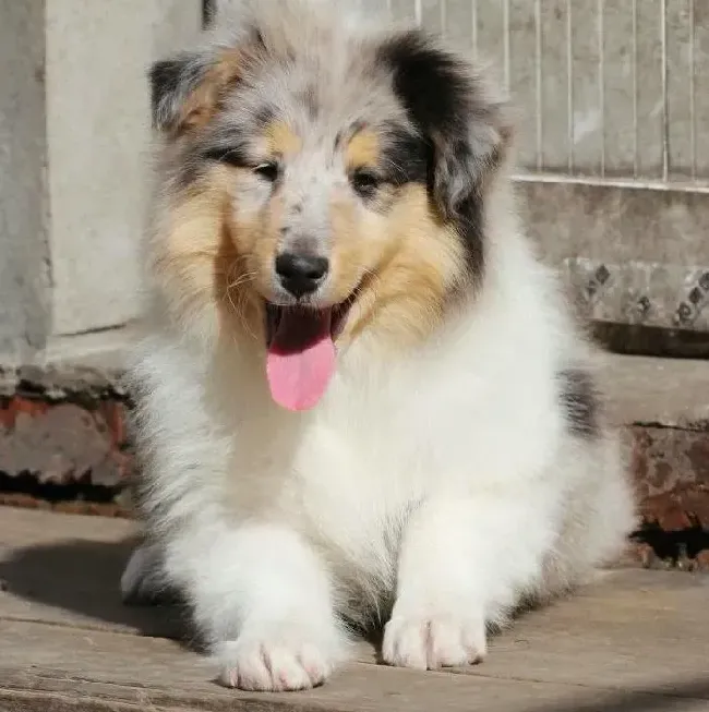苏格兰牧羊犬|苏格兰牧羊犬为什么也必须要刷牙