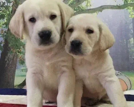 拉布拉多|拉布拉多犬两个月了可以给它洗澡吗