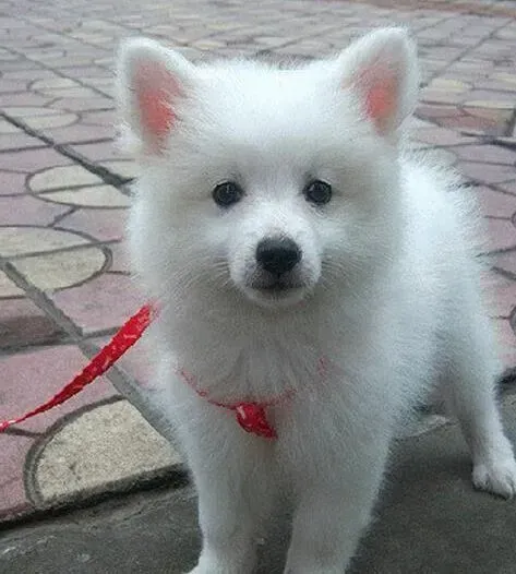 银狐犬|几种途径了解银狐犬的身体受损的程度