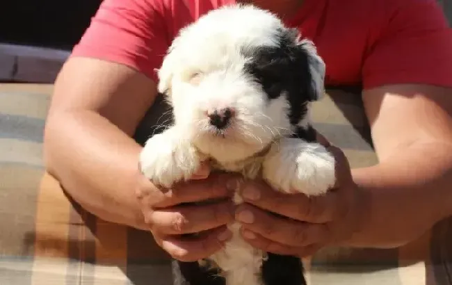 古代牧羊犬|古代牧羊犬患上细小，呕吐拉血如何是好