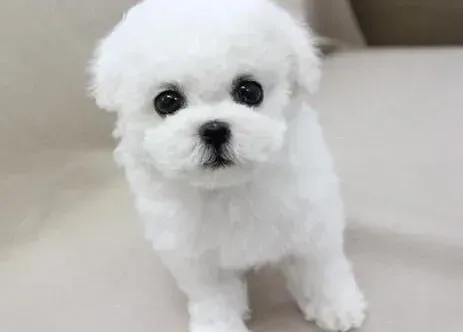 比熊犬|比熊犬母犬产后我们应该怎么照顾