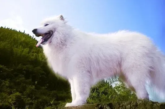 萨摩耶|如何让你的萨摩耶成为众狗之中的焦点