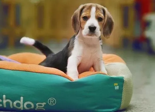 比格犬|喂养比格犬的几点重要方法