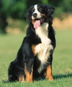 伯恩山犬|健康在于预防 伯恩山犬驱虫期间应注意哪些事情
