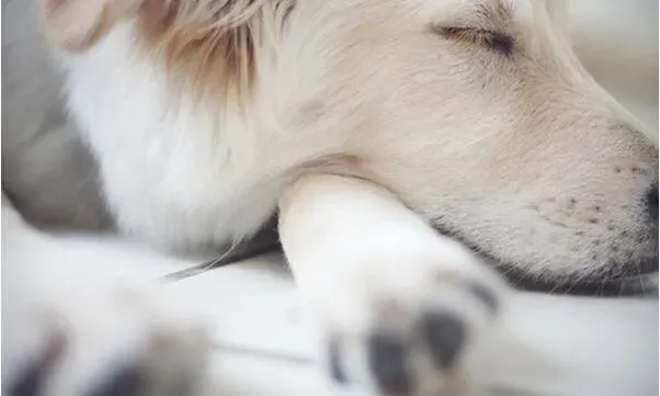 柴犬|柴犬睡在哪的含义及睡姿呈现的潜在性格