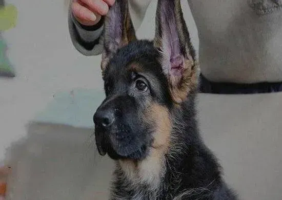 德国牧羊犬|如何让德国牧羊犬摄取更多的营养