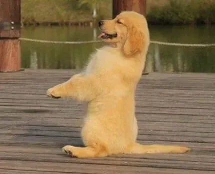 金毛|金毛犬总是咳嗽像被东西卡住了怎么办是好